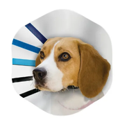 Kong EZ Clear Collar - Large