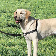 Gentle Leader Harness With Front Leash Attachment XLarge