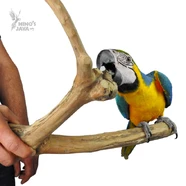 Multi Branch Large
