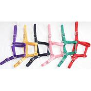 Eureka Buckle Halter Cob