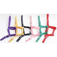 Eureka Buckle Halter Pony