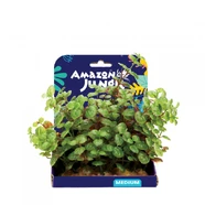 Amazon Jungle Ludwigia Display 15cm