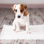 Zeez Puppy Training Pads 60x60Cm 