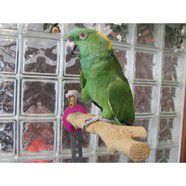 Polly's Multi-Grip Perch Large