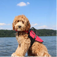 Zippy Paws Doggy Life Jacket