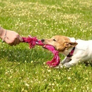 Rogz Scrubz : Small Dog Toy