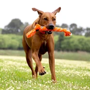 Rogz Scrubz :Medium Dog Toy