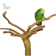Tabletop Bird Gym
