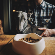 Beco Bamboo Pet Bowls