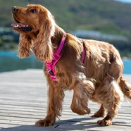 Rogz Control Harness Small