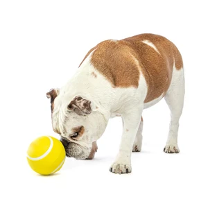 Guru Giggling Tennis Ball Large 11X11X11Cm