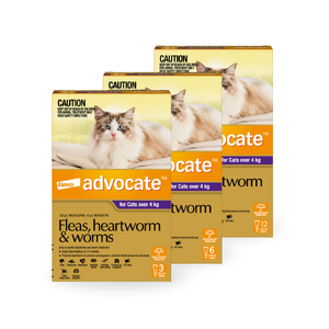 Advocate Spot-On for Large Cats Over 4kg (Purple) Advocate for large cats, flea treatment cats over 4kg, cat wormer spot-on, heartworm prevention cats, Advocate flea worm heartworm treatment cats, parasite protection cats, Advocate cat spot-on