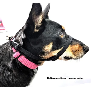 BlackDog Haltermate Black