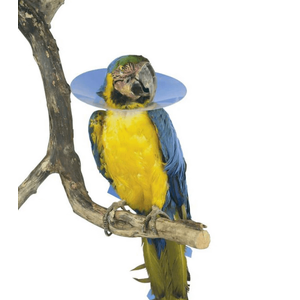 Buster Bird Collars