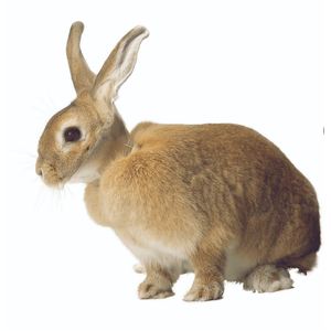 Buster Rabbit Collar