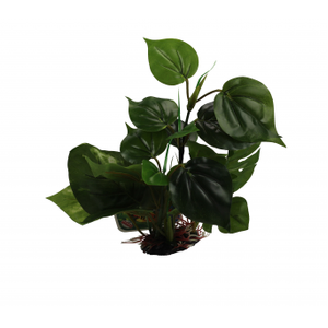 Amazon Jungle Anubius on Rock Medium 20 x 20cm