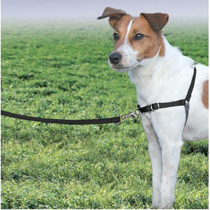 Gentle Leader Harness w/ Front Leash - Small/Medium - Black