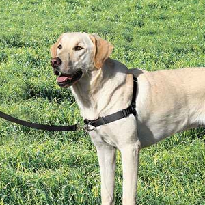 Gentle Leader Harness w/ Front Leash - XLarge