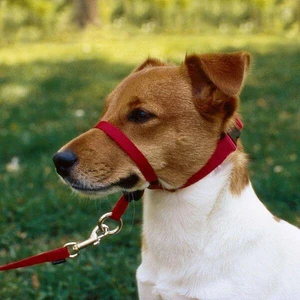 Gentle Leader Medium Head Collar