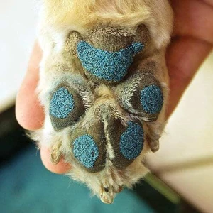 Paw Friction Paw Pad Traction 