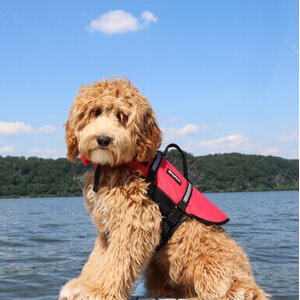 Zippy Paws Doggy Life Jacket