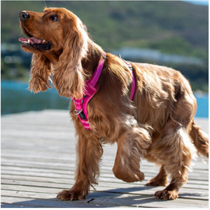 Rogz Control Harness Large