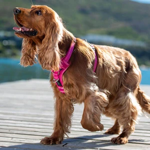 Rogz Control Harness Medium