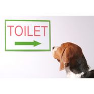 Housetraining your Puppy