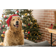 Holiday Gift Guide for Dogs! 