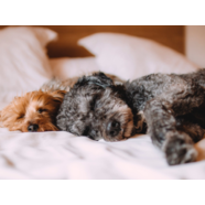 Should you let your pet sleep with you?
