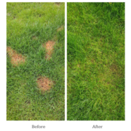 How to stop dog urine from damaging your grass!