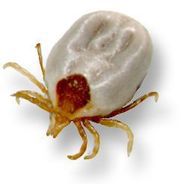 Paralysis Ticks  - What you need to know