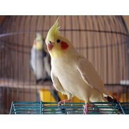 Top 5 best selling Bird products of 2018