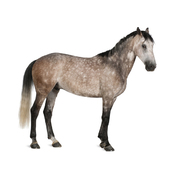 Top 5 best selling horse products of 2018