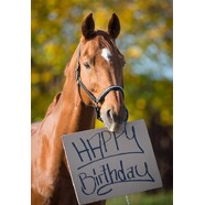 Why is every horses birthday on the 1st of August?
