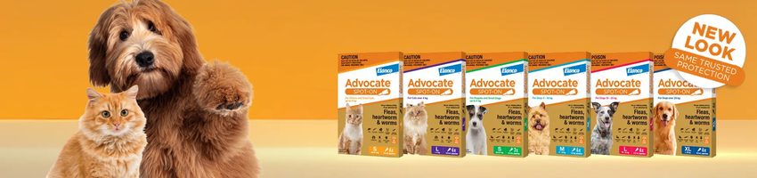 Advocate