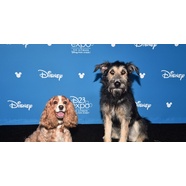 Meet the Rescue Dog playing the Tramp in the upcoming remake of 'Lady and the Tramp'