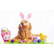 The Easter Hunt starts now!