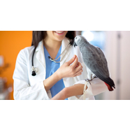 Vet Shed Blog Birds Bird Health, Hygiene & Safety