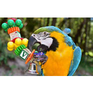 Enriching the Life of your Pet Bird