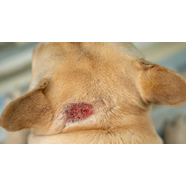 Hot Spots in Dogs - How Do I Treat Them?