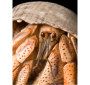 Hermit Crab Basics