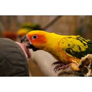 Why does my bird bite me?