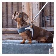 Choosing a Pet Harness - Which is the best fit for your pet?