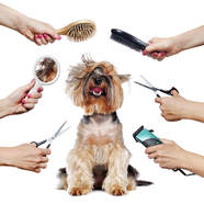 Grooming Tricks & Tips