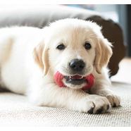 Puppy Proofing your home