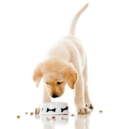 Choosing the right diet for your puppy