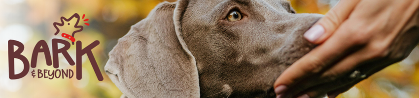 Bark & Beyond