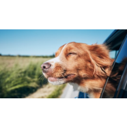 Travelling with pets 2022 Checklist 