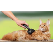 Grooming your Cat 